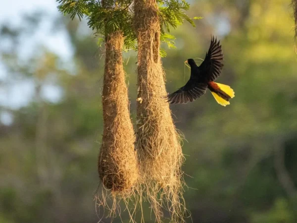 Camino de Oropendolas