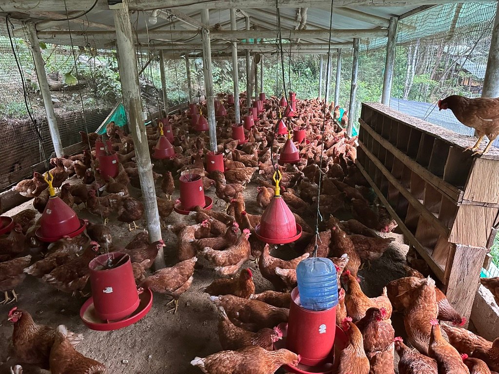 Community chicken operation grown from baby chicks delivered by expedition riders