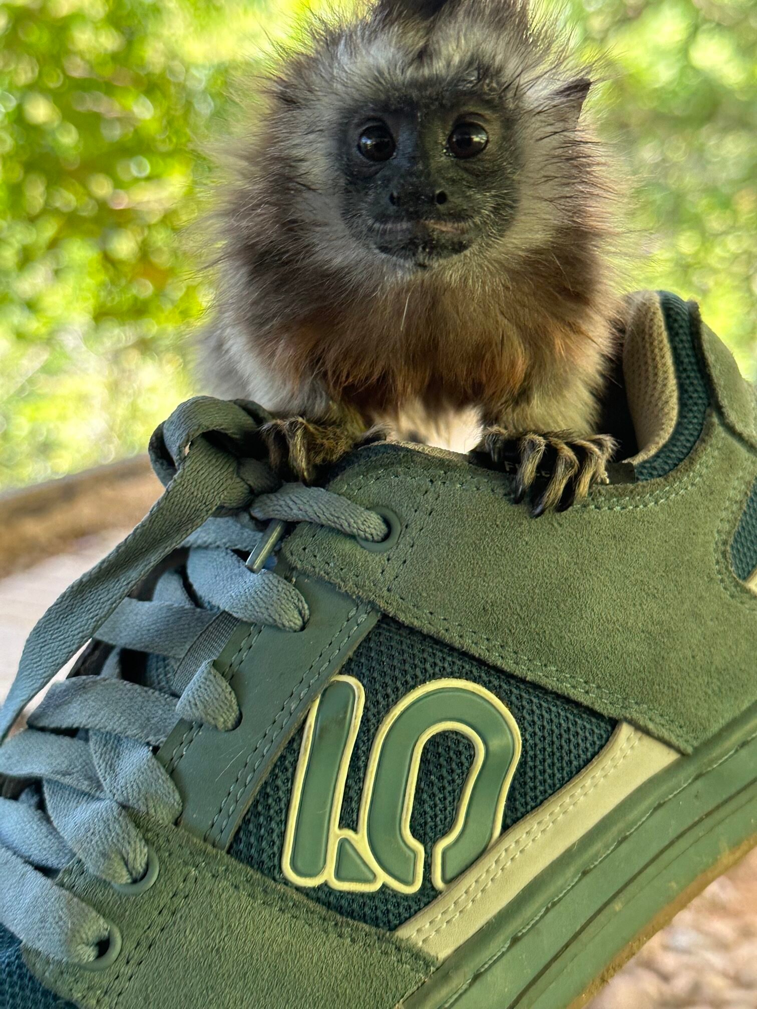 Colombian monkey perched on a Mountain Bike Colombia mountain-bike shoe on the Mono Cuco Trail