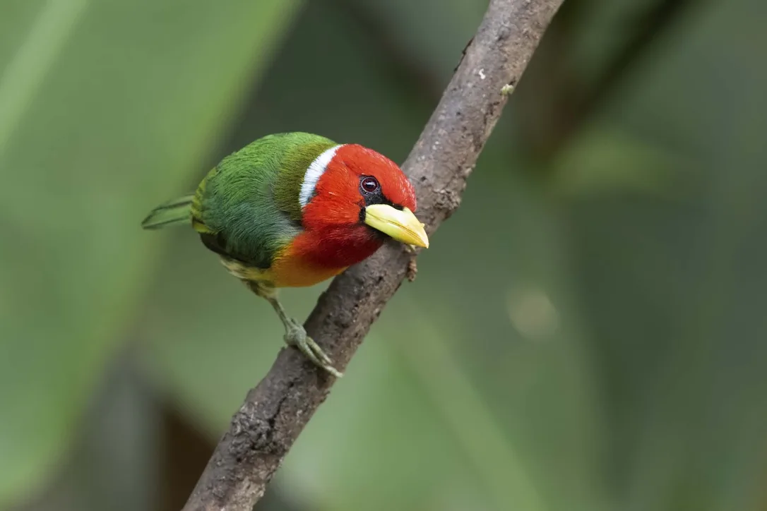 Red-headed barbet on the Camino de Oropendolas