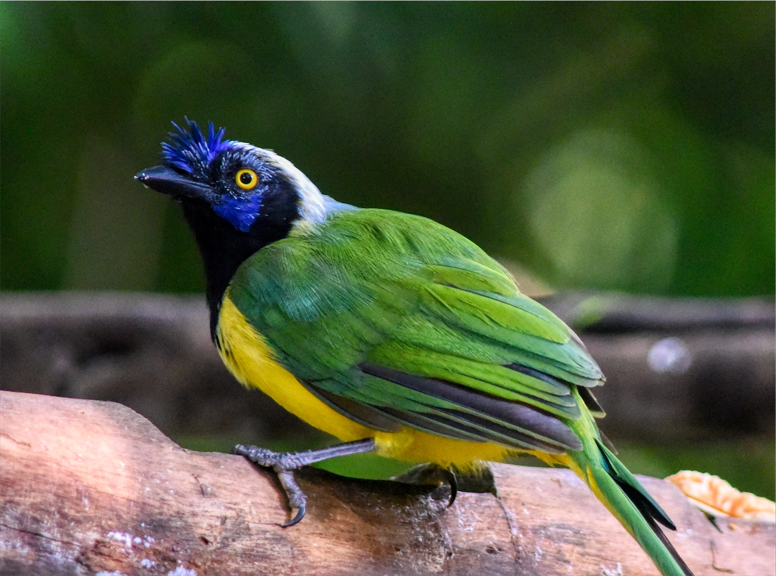Colorful highland forest bird perched on a branch against a green forest background